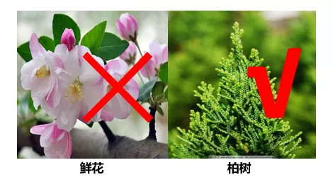 花粉过敏不要再错怪鲜花，留意花粉指数预报才是王道