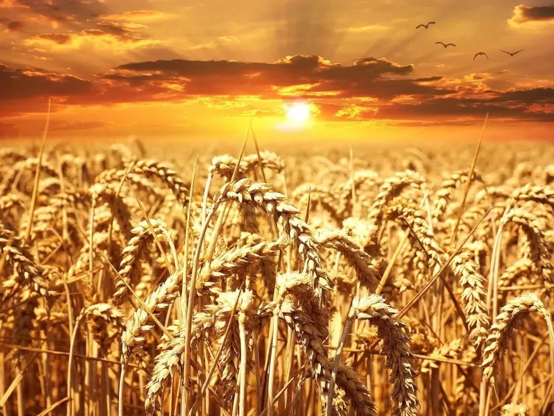 由小麦引发的三种病症：乳糜泻、小麦过敏、麸质敏感的鉴别诊断