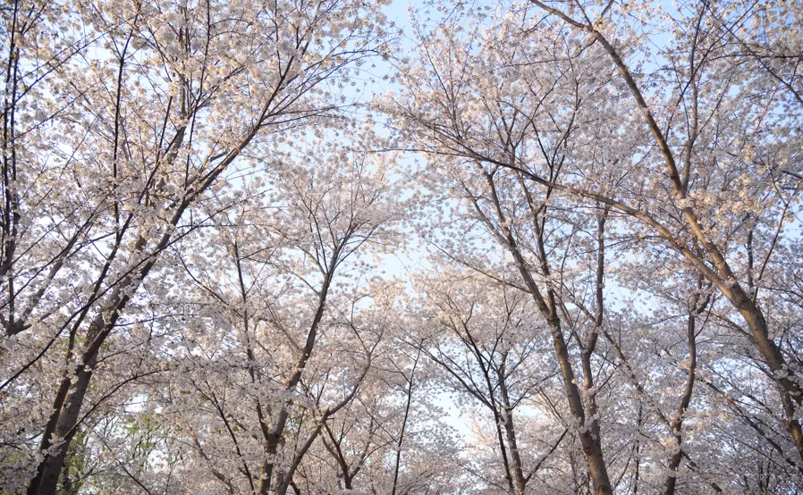 小长假去哪里？北京十大最美赏花胜地欢迎你