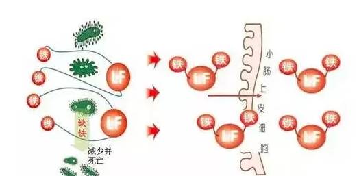 牛奶中的α-乳清蛋白、α-乳白蛋白、乳铁蛋白对孩子有什么好处？它们有什么区别？